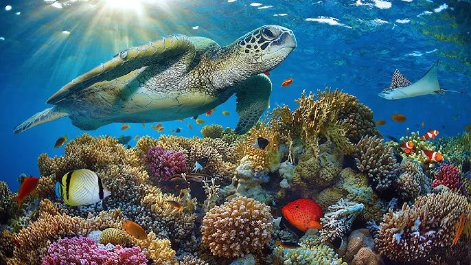 亚洲人成免费网站网址 - 深蓝星球获奖纪录片海报